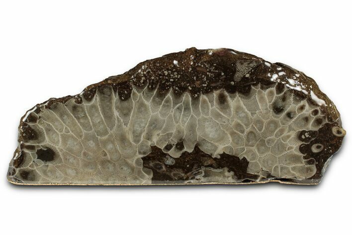 Free-Standing, Petoskey Stone (Fossil Coral) Section - Michigan #356997